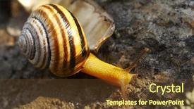  Presentation with snail - Colorful PPT theme enhanced with cochlea - snail backdrop and a  colored foreground