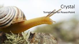  Presentation with snail - Cool new PPT layouts with cochlea - snail backdrop and a sky blue colored foreground