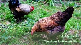 Presentation with chicken - Amazing slide set having cock and chicken on green backdrop and a  colored foreground