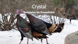  Presentation with wild sex - Presentation enhanced with cock fight - 2 male wild turkeys fighting background and a gray colored foreground