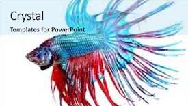  Presentation with fish aquarium - Colorful theme enhanced with cock fight - betta fish closeup colorful dragon backdrop and a light blue colored foreground