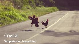  Presentation with fight - Audience pleasing presentation consisting of cock fight - cockfighting backdrop and a coral colored foreground