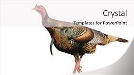  Presentation with turkey - Amazing presentation design having cock fight - male turkey isolated backdrop and a white colored foreground