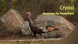  Presentation with wild sex - Slide deck with cock fight - male wild turkey meleagris gallopavo background and a  colored foreground