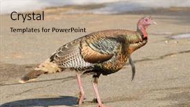  Presentation with walking young wild jaguar - Beautiful PPT theme featuring cock fight - male wild turkey walking backdrop and a  colored foreground