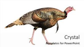  Presentation with walking young wild jaguar - Cool new PPT layouts with cock fight - walking male wild turkey isolated backdrop and a white colored foreground