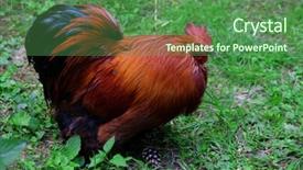  Presentation with grass - Beautiful slides featuring cock on green grass background backdrop and a  colored foreground