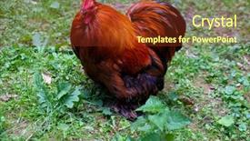  Presentation with green grass artificial top - Audience pleasing presentation design consisting of cock on green grass background backdrop and a  colored foreground