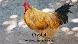  Presentation with farm - Slide set featuring cock on the farm background and a coral colored foreground