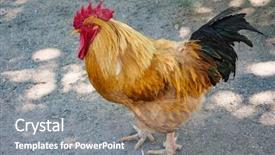  Presentation with farm - Cool new slide deck with cock on the farm backdrop and a gray colored foreground