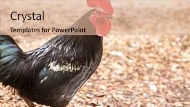  Presentation with fight - Audience pleasing slide deck consisting of cock backdrop and a coral colored foreground