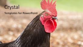  Presentation with fight - PPT theme featuring cock background and a coral colored foreground