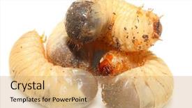  Presentation with worm - Slides featuring cockchafer worm dangerous pest background and a coral colored foreground