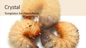  Presentation with worm - Cool new presentation theme with cockchafer worm dangerous pest backdrop and a yellow colored foreground