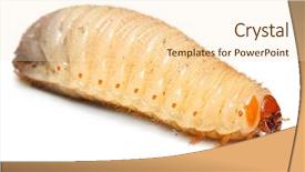  Presentation with worm - PPT theme enhanced with cockchafer worm dangerous pest background and a lemonade colored foreground