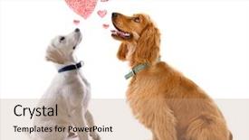  Presentation with dogs - PPT theme featuring cocker spaniel - two dogs together isolated background and a coral colored foreground