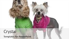  Presentation with chinese american - Amazing PPT layouts having cocker spaniel and chinese crested backdrop and a light gray colored foreground