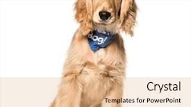  Presentation with old dog - Amazing slide set having cocker spaniel dog 6 months backdrop and a coral colored foreground