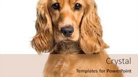 Presentation with puppy english cocker spaniel - Cool new PPT layouts with cocker spaniel looking at camera backdrop and a gold colored foreground