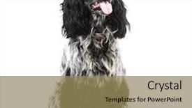  Presentation with puppy english cocker spaniel - Slide set consisting of cocker spaniel puppy dog isolated background and a  colored foreground