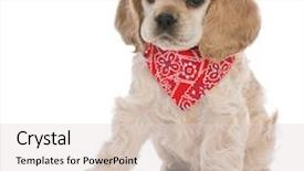  Presentation with puppy - Presentation design having cocker spaniel puppy wearing red background and a lemonade colored foreground