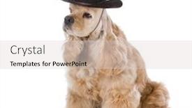  Presentation with western - Presentation theme having cocker spaniel wearing western hat background and a light gray colored foreground