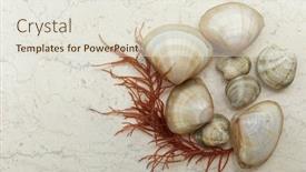  Presentation with clams - Slide deck consisting of cockles clams and seaweed background and a lemonade colored foreground