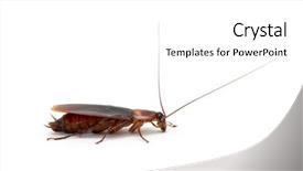  Presentation with frames isolated on white brown - Audience pleasing slide set consisting of cockroach isolated on white background backdrop and a white colored foreground