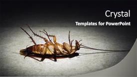  Presentation with spotlight - Amazing PPT layouts having cockroach-lies-dead backdrop and a black colored foreground