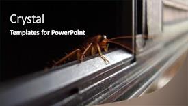  Presentation with radio - Audience pleasing presentation design consisting of cockroach-looking-out-from-radio backdrop and a black colored foreground