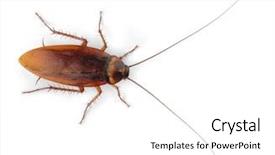  Presentation with white sparkle - Presentation design having cockroach on white background background and a white colored foreground