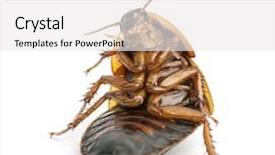  Presentation with white pigeon against the blue - Theme consisting of cockroach sitting against white background background and a white colored foreground