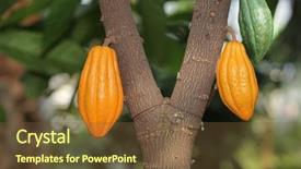  Presentation with cocao - PPT theme enhanced with cocoa cocao tree with theobroma background and a tawny brown colored foreground