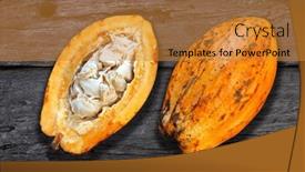 Presentation with tropical fruit - PPT theme having cocoa-fruit-hanging-plant-tropical background and a gold colored foreground