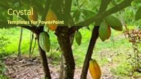  Presentation with fruit tree - Audience pleasing PPT layouts consisting of cocoa-fruit-hanging backdrop and a tawny brown colored foreground