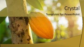  Presentation with cocoa - Presentation enhanced with cocoa fruit hanging background and a yellow colored foreground