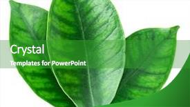  Presentation with cocoa - Audience pleasing PPT theme consisting of cocoa leaves on a white backdrop and a shamrock green colored foreground