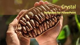  Presentation with cocoa pod - Colorful PPT theme enhanced with cocoa pod in the hands backdrop and a  colored foreground