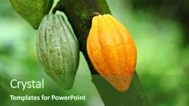  Presentation with cocoa pod - Audience pleasing presentation consisting of stack of used floppy diskettes on wooden table backdrop and a gray colored foreground