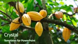  Presentation with cocoa - PPT layouts featuring cocoa pods on tree background and a tawny brown colored foreground