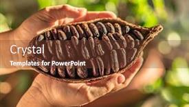  Presentation with cocoa beans - Presentation design with cocoa-pods-with-dry-cocoa background and a tawny brown colored foreground