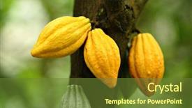  Presentation with cocoa - Slides featuring cocoa pods background and a tawny brown colored foreground