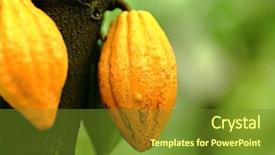  Presentation with cocoa - Theme with cocoa pods background and a tawny brown colored foreground
