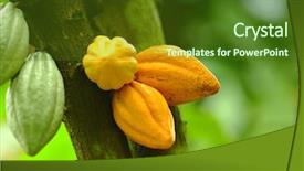  Presentation with cocoa - Cool new PPT theme with cocoa pods backdrop and a tawny brown colored foreground