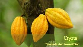  Presentation with cocoa - Presentation theme with cocoa pods background and a tawny brown colored foreground