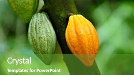  Presentation with cocoa - Cool new slide set with cocoa pods backdrop and a tawny brown colored foreground