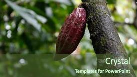  Presentation with cacao tree - Slide deck with cocoa tree - cacao plantation background and a tawny brown colored foreground