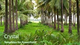  Presentation with coconut - Presentation theme enhanced with coconut-farm background and a tawny brown colored foreground