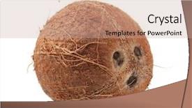  Presentation with coconut fruit - PPT theme with coconut fruit - oconut isolated on white background and a coral colored foreground