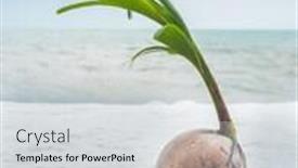  Presentation with coconut - Beautiful presentation design featuring coconut-growing-on-the-tropical backdrop and a light gray colored foreground